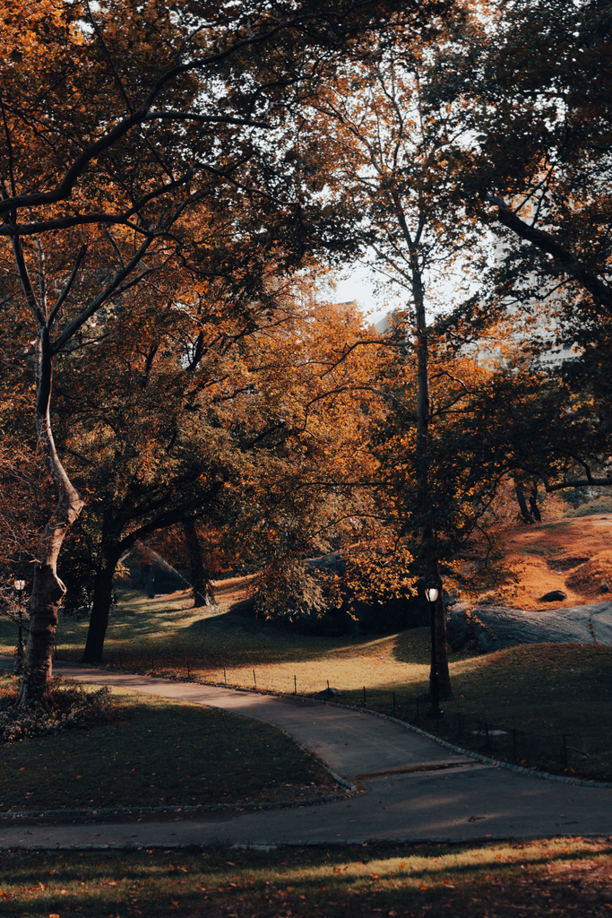 Central Park z chodnikami i jesiennymi drzewami w Nowym Jorku  - Zdjęcie, obraz