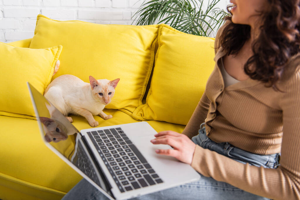 Cropped view of oriental cat sitting on couch near woman with laptop at home  - Foto, imagen