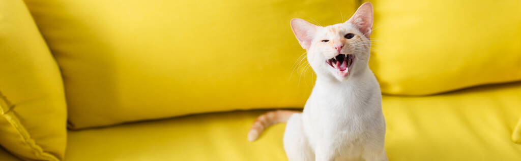 Oriental cat sitting on blurred yellow couch at home, banner  - Foto, immagini