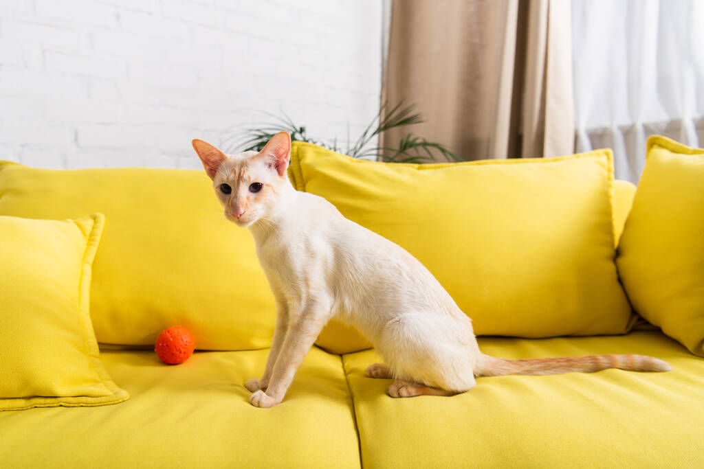 Восточная кошка сидит рядом с игрушкой на диване дома  - Фото, изображение