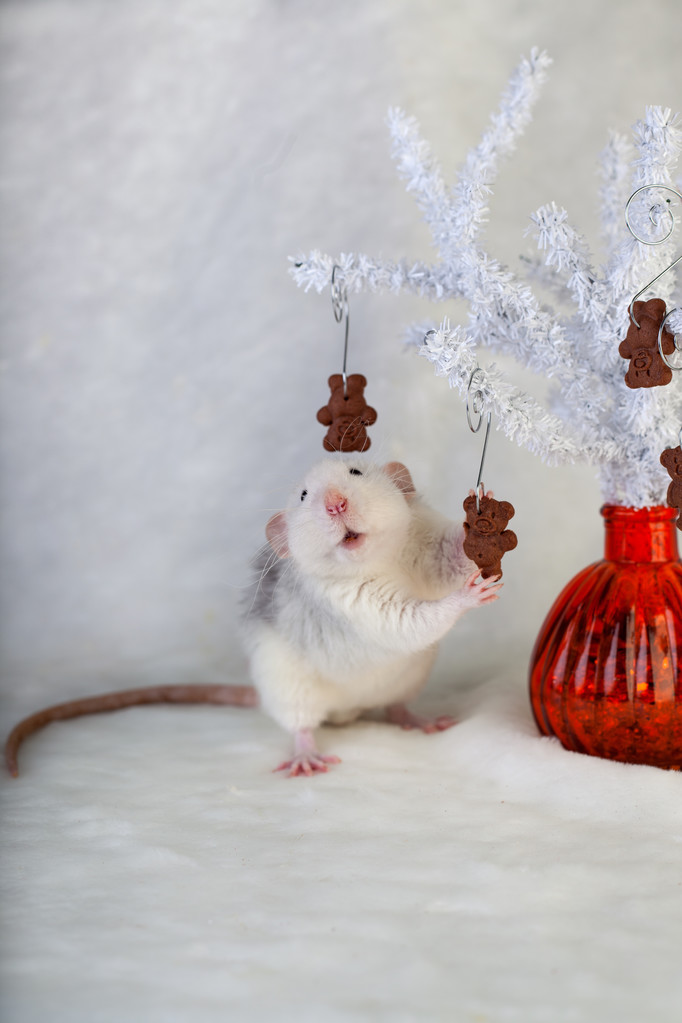 Decoratieve rat eten chocolade chip cookies - Foto, afbeelding