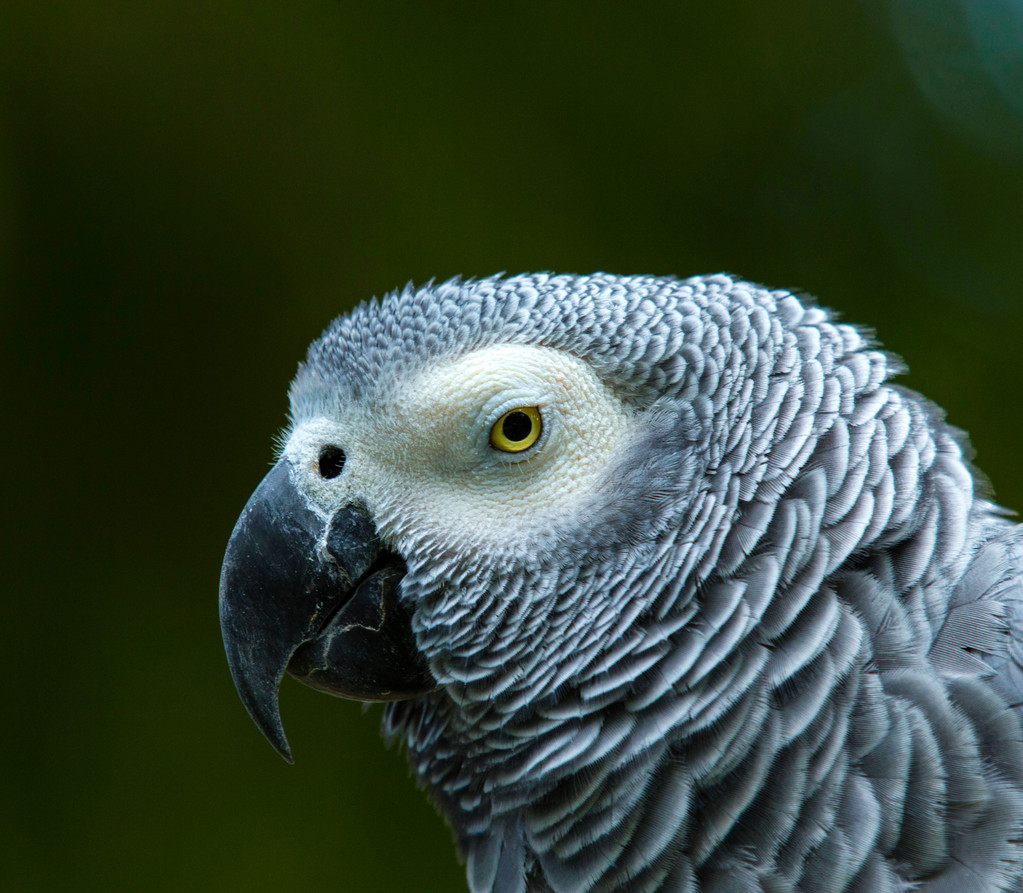 Makakenpapageienvogel - Foto, Bild