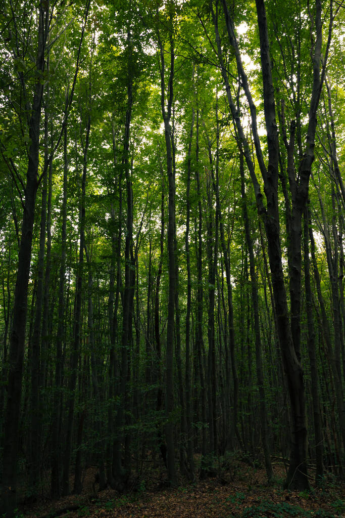 Tall trees in dark forest. Moody lush forest view. Carbon neutrality concept vertical photo. - Photo, Image