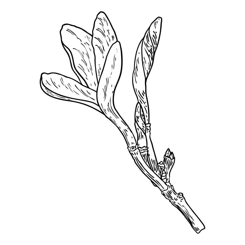 Echte Plumeria bloem bloeien op de tak. Hawaiian Plumeria open kop met bloemknoppen en bloemblaadje op de twijg. Vrijstaande tekening van tropische bloei en exotische plantenbloesem. Vector. - Vector, afbeelding