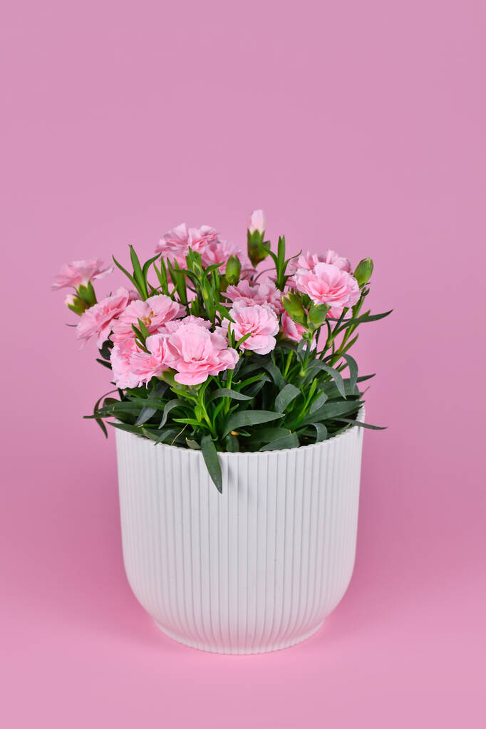 Розовые Dianthus цветы в цветочный горшок на розовом фоне - Фото, изображение