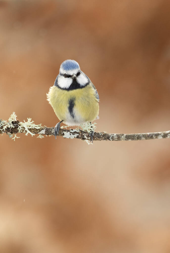 Blue tit in a snowy oak forest in winter with the first light of the morning - Zdjęcie, obraz