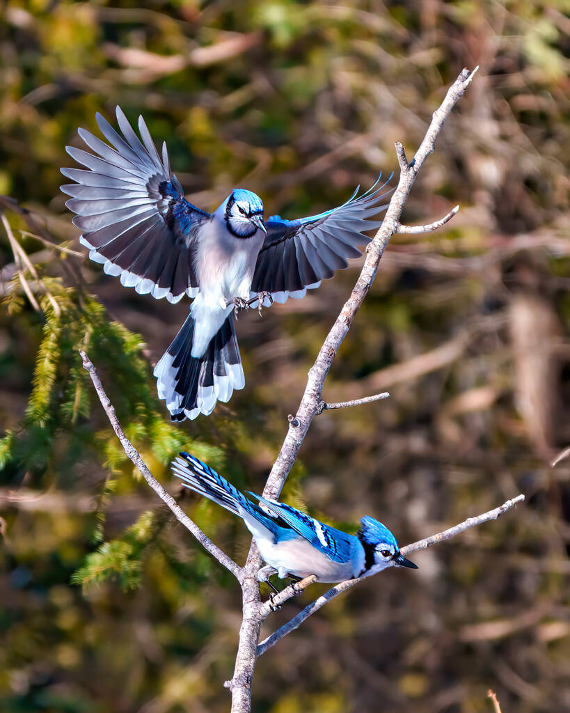 Blue Jay sorvola un altro uccello appollaiato su un ramo che mostra piumaggio di piume di colore blu con sfondo foresta sfocata nel loro ambiente e habitat circostante. Allarga le ali. Ali che battono. Apri le ali. Ritratto di Jay. - Foto, immagini