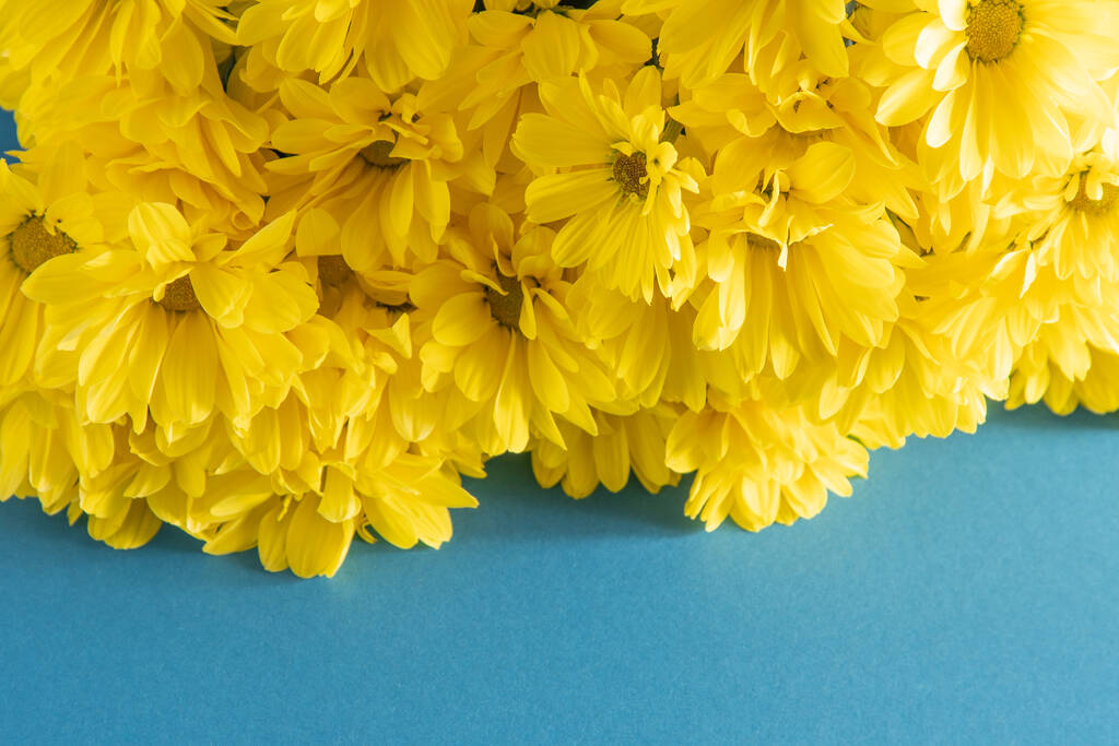 Żółte kwiaty chryzantemy. Kwiat z bliska. Kwiaty kwiatowe na niebieskim tle. Przestrzeń kopiowania. - Zdjęcie, obraz