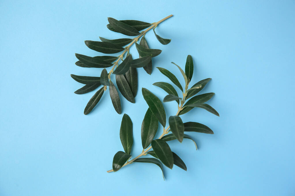 Brindilles d'olivier avec des feuilles vertes fraîches sur fond bleu clair, à plat - Photo, image