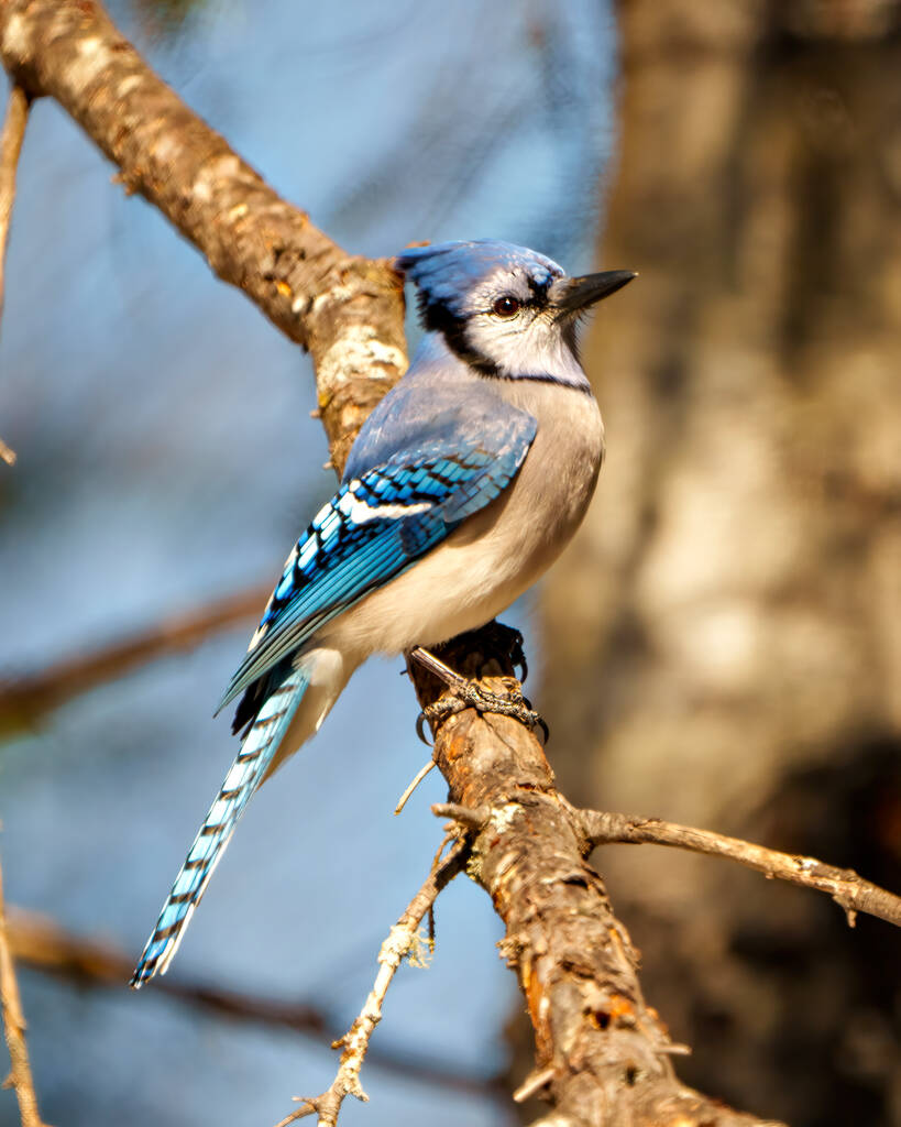 Blue Jay közelkép oldalnézetben, egy faágon, homályos háttérrel a környezetében és a környezetében. Jay kép. Jay portré. - Fotó, kép