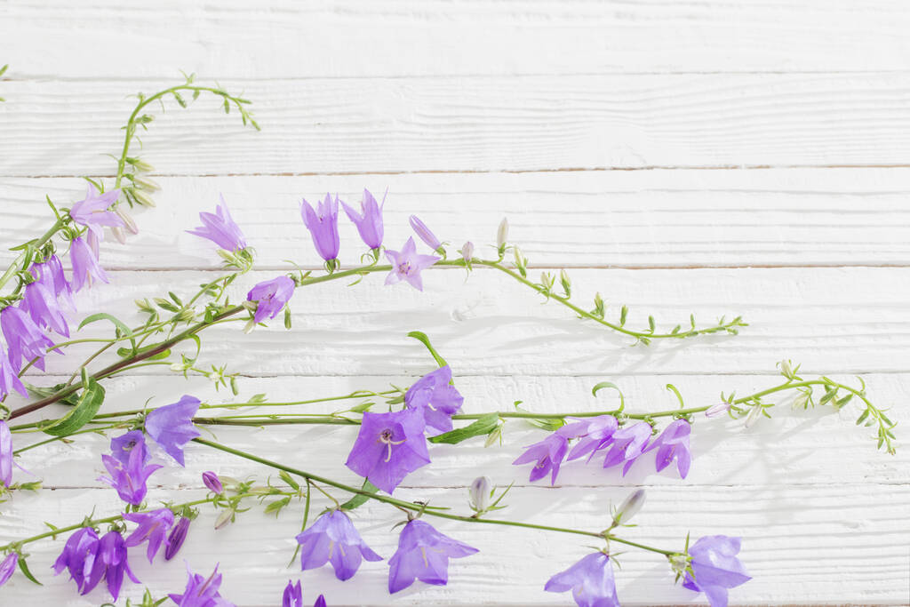 bluebell virágok fehér fa háttér - Fotó, kép