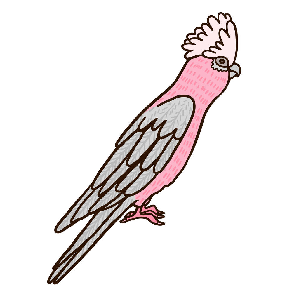 Galahs rosa personagem vetor de cor de pássaro australiano. Figura de visão lateral. Fauna exótica de corpo inteiro representante em branco. ilustração estilo cartoon simples - Vetor, Imagem