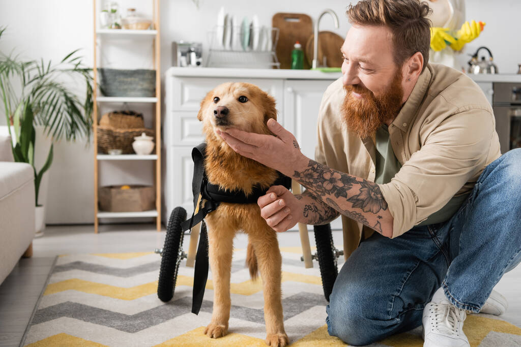 Улыбающийся и татуированный мужчина с бородой ласкает собаку-инвалида на коляске дома  - Фото, изображение