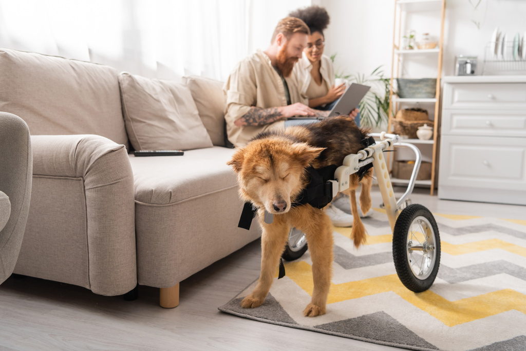 Tekerlekli sandalyedeki engelli köpek evde dizüstü bilgisayar kullanarak ırklar arası bulanık bir çiftin yanında duruyor.  - Fotoğraf, Görsel