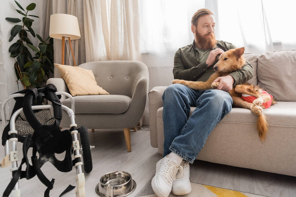 Hombre barbudo acariciando perro discapacitado en el sofá cerca de silla de ruedas y tazón en la sala de estar  - Foto, imagen