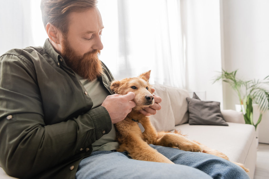 髭を生やした男ペット犬オンソファでリビングルーム  - 写真・画像