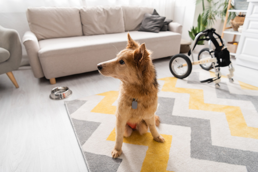 Perro discapacitado mirando hacia otro lado mientras está sentado en la alfombra cerca de tazón borroso y silla de ruedas en casa  - Foto, Imagen