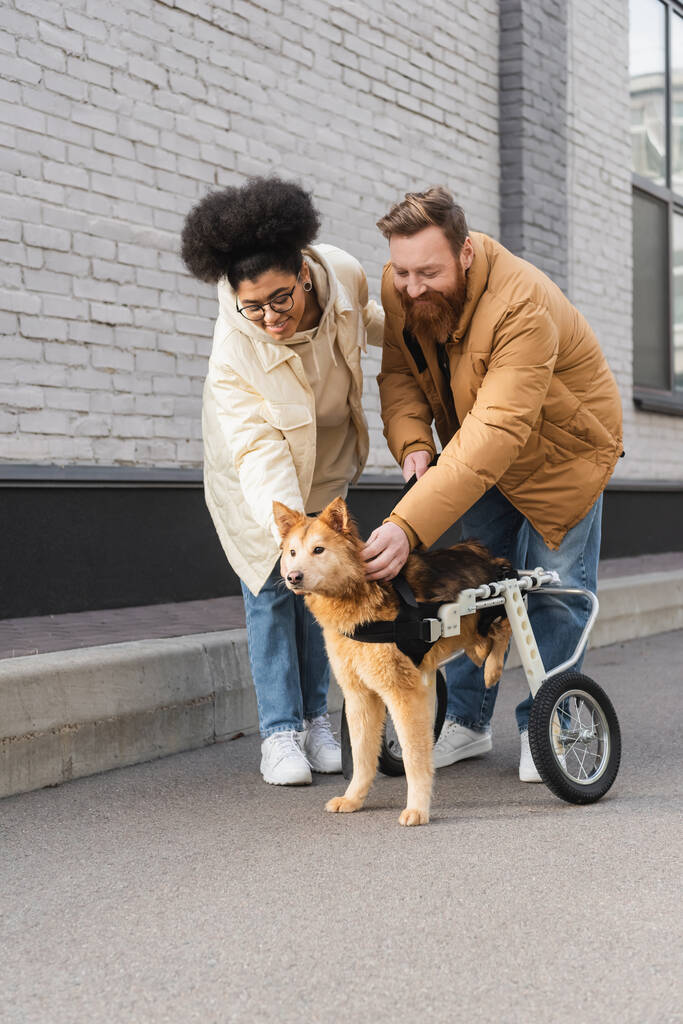 Positiva coppia multietnica guardando il cane con esigenze speciali sulla strada urbana  - Foto, immagini