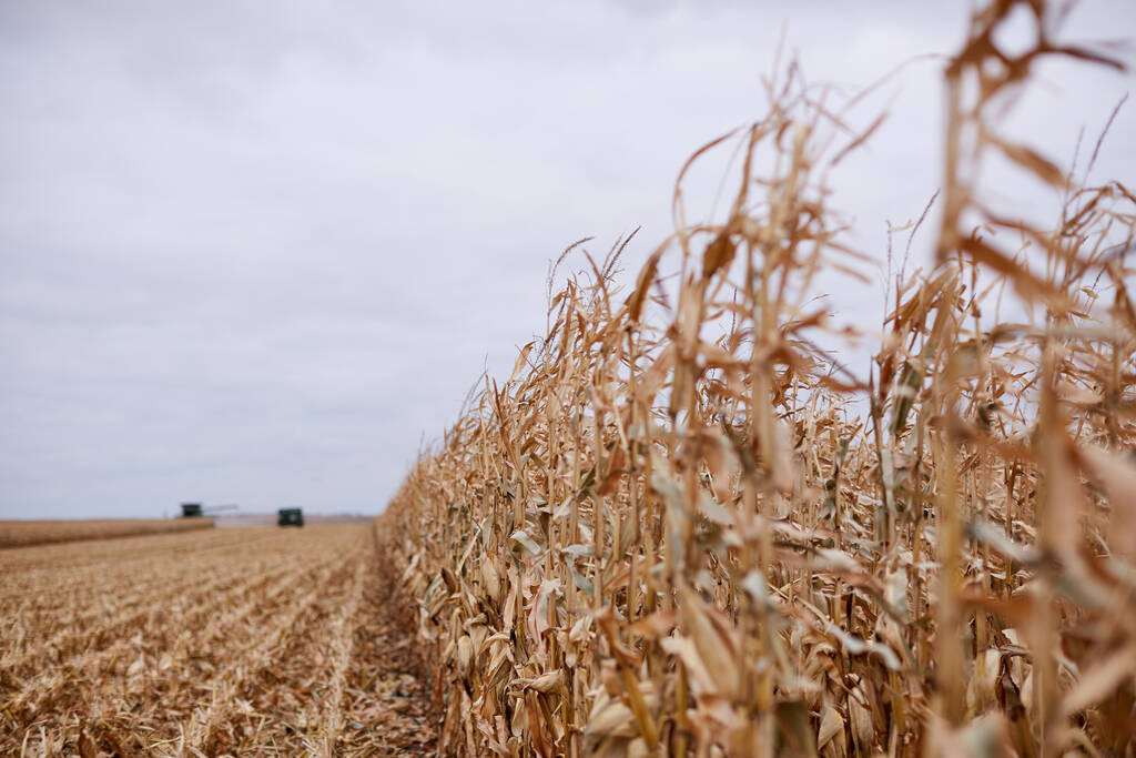 Długi, cofający się rząd nieobrobionych roślin kukurydzy na częściowo zebranym polu kukurydzy ze świeżo ściętym ścierniskiem i odległą maszyną pod szarym niebem - Zdjęcie, obraz