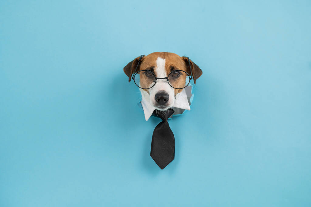 Dog Jack Russell Terrier mit Brille und Krawatte ragt aus einem Loch in blauem Hintergrund - Foto, Bild