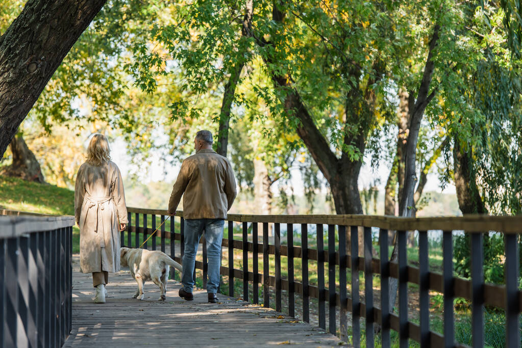 Rückansicht des mittleren Alters Coupé zu Fuß mit Labrador auf Brücke im Frühlingspark  - Foto, Bild