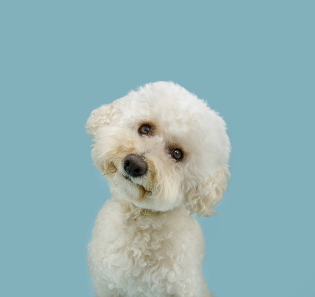 Lindo y dulce perro caniche pensando y inclinando lado de la cabeza. Aislado sobre fondo pastel azul - Foto, imagen