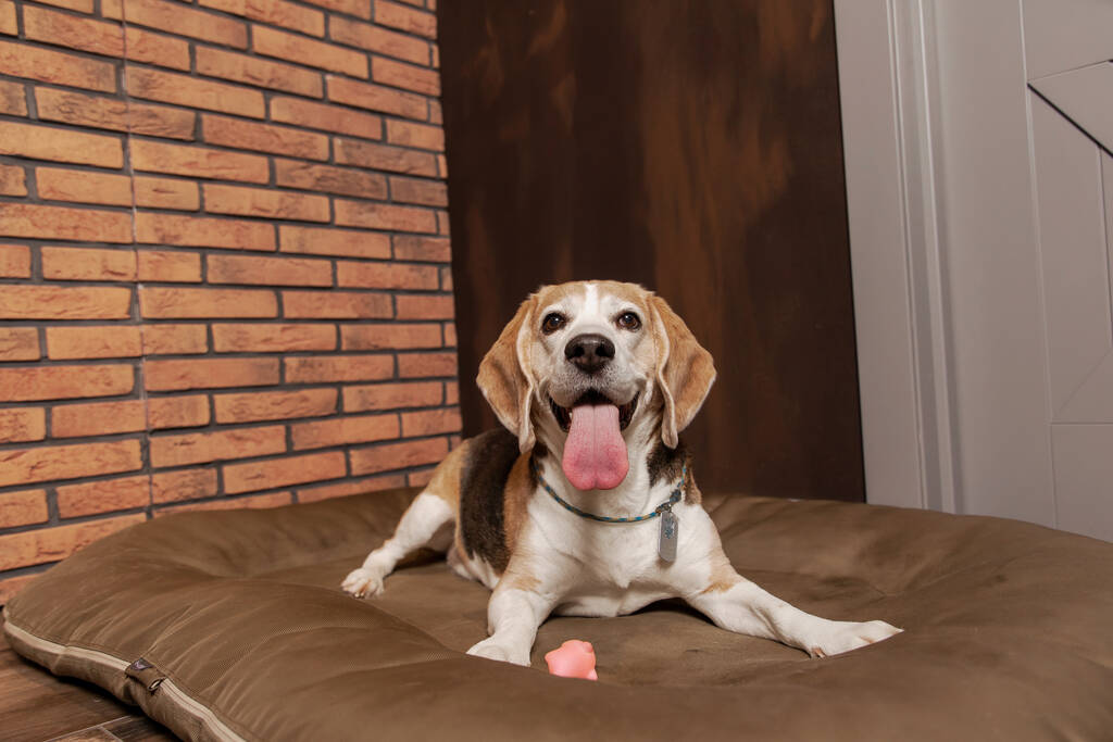 Adorable perro Beagle descansando en casa, con un acogedor telón de fondo de cálido dcor interior. Perfecto para mostrar un ambiente cómodo y acogedor - Foto, imagen