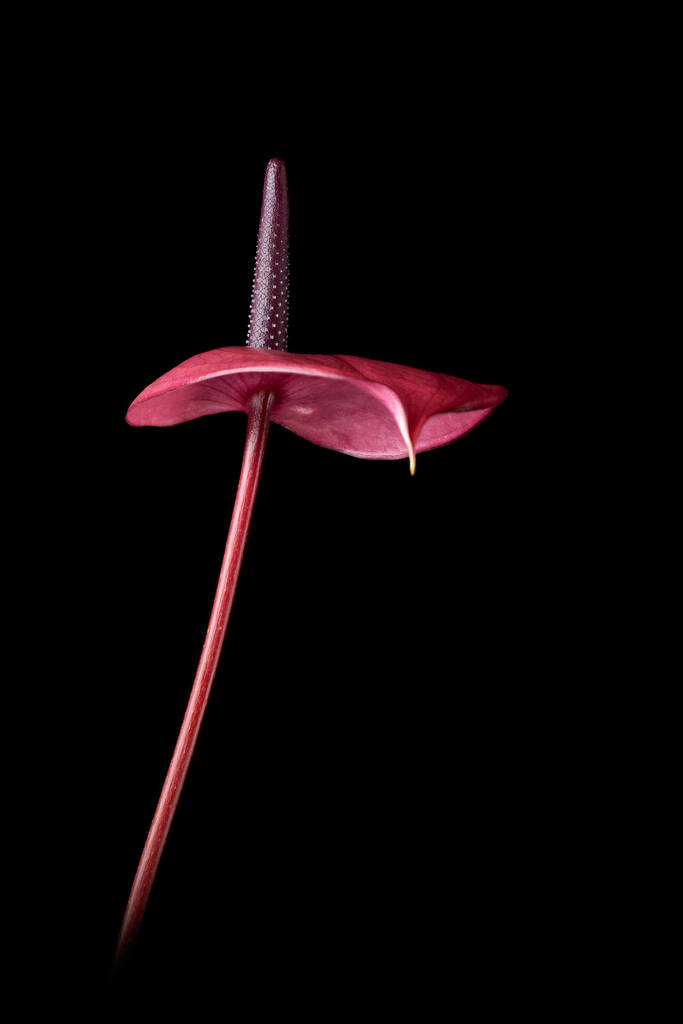 vista lateral de la vibrante flor de anturio rosa, también conocida como flor de sastre, flor de laceleaf de flamenco y paleta de pintor, flor en forma de corazón y purificadora de aire aislada sobre fondo negro, enfoque selectivo - Foto, Imagen