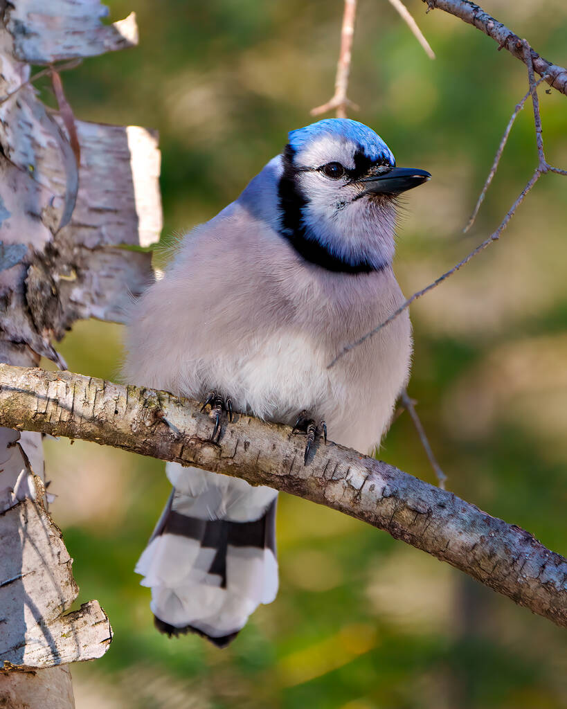 Blue Jay close up front view perched on a tree branch with blur forest background in its environment and habitat surrounding. Jay picture. Jay Portrait. - Zdjęcie, obraz