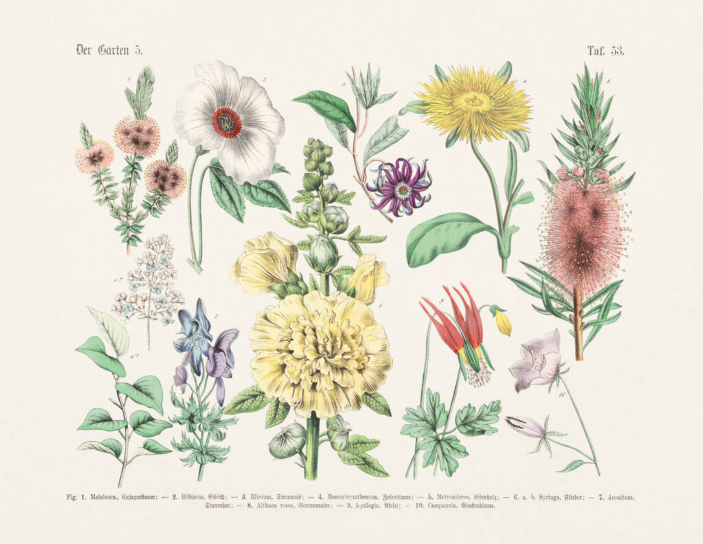 Botanische bloemen illustratie - Antieke Botanische illustratie van het Duitse boek: Handboek van de praktische wetenschap van planten in woorden en foto 's: voor school en thuis - Publicatiedatum 1880 - Foto, afbeelding