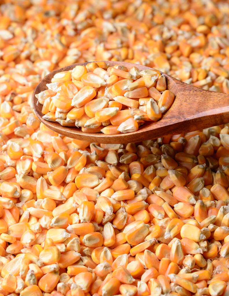 dry corn seeds in a wooden spoon, food background texture, closeup taken in shallow depth of field with copy space - Photo, Image
