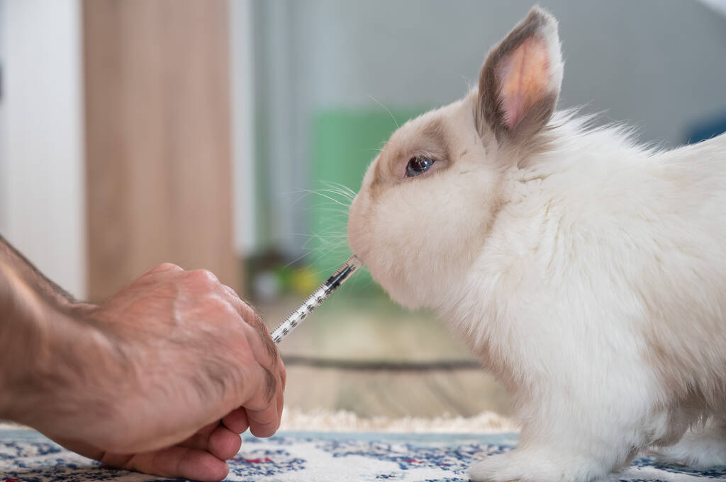 男は注射器からウサギの薬を与える。注射器からのバニードリンク - 写真・画像