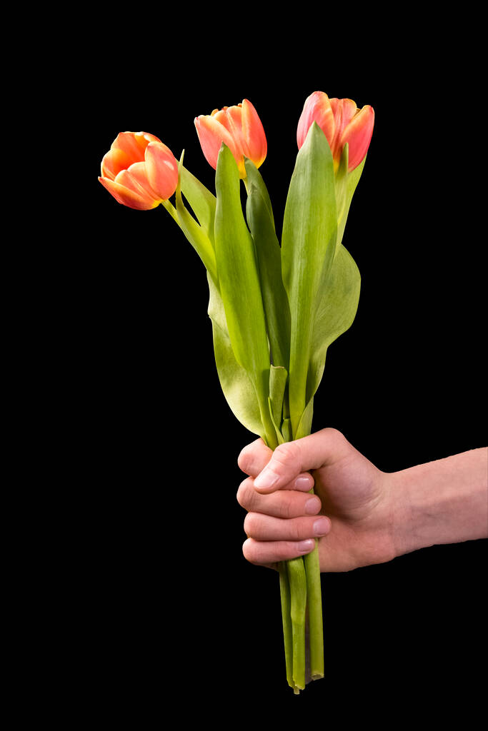 mehrere Tulpen auf einem glatten Hintergrund - schwarz oder andere - Foto, Bild