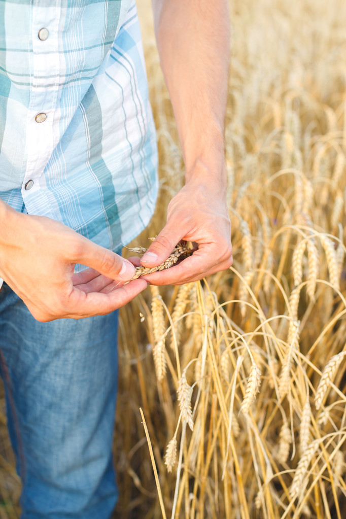 mano de hombre tocando trigo
 - Foto, imagen