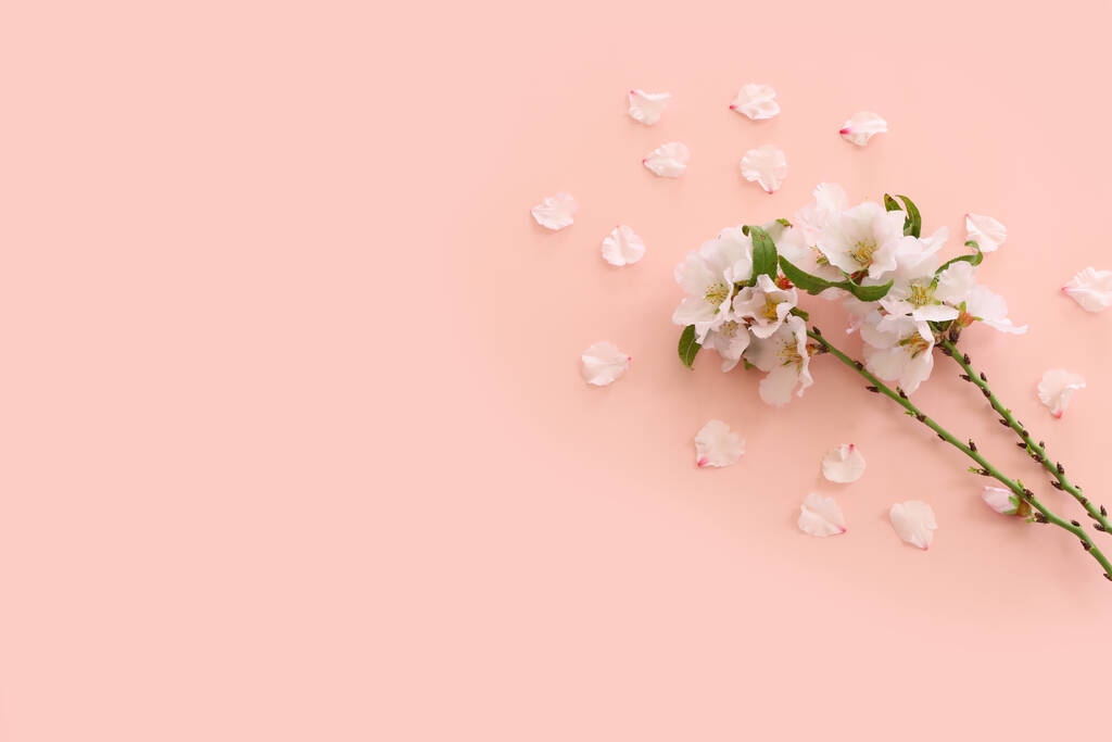 изображение весеннего белого цветения вишни на розовом пастельном фоне - Фото, изображение