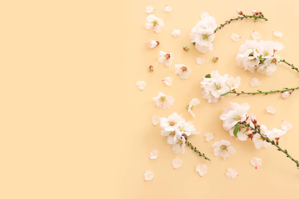 immagine della primavera bianco ciliegio fiori albero su sfondo giallo pastello - Foto, immagini
