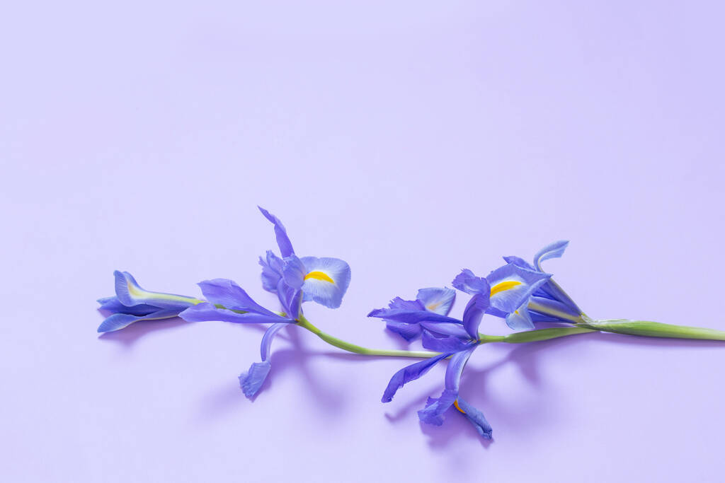 Mor kağıt arkaplanda mavi irisler - Fotoğraf, Görsel