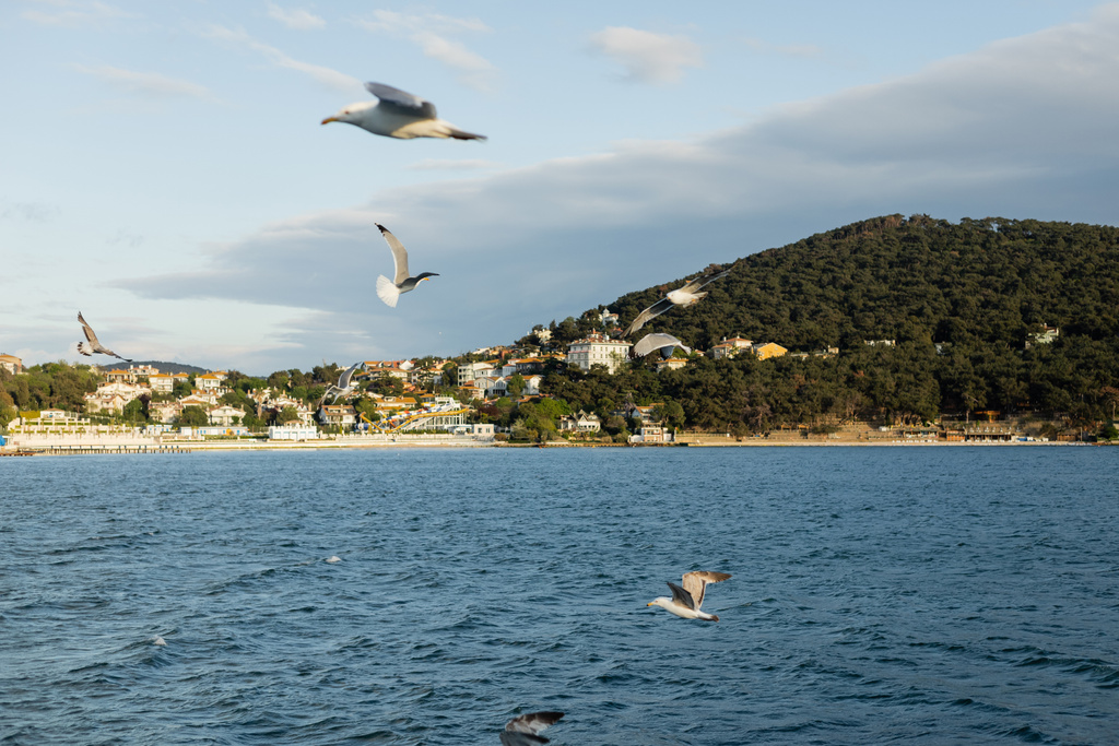 トルコを背景に海岸線を背景に海上を飛ぶ鳥たち  - 写真・画像