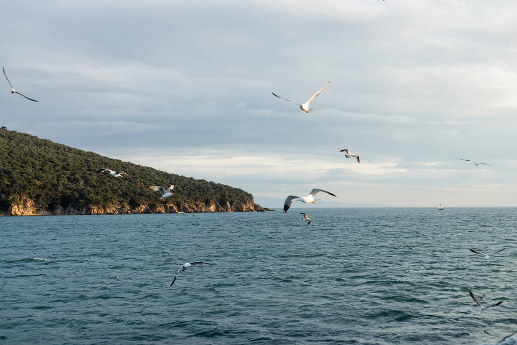 Щури пливуть над морем з узбережжям на задньому плані в Туреччині.  - Фото, зображення