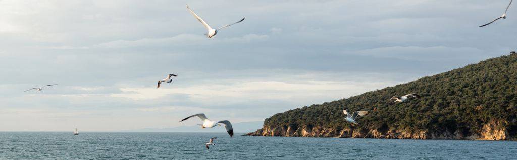 Seagulls flying above sea with coast and horizon at background in Turkey, banner  - Photo, Image