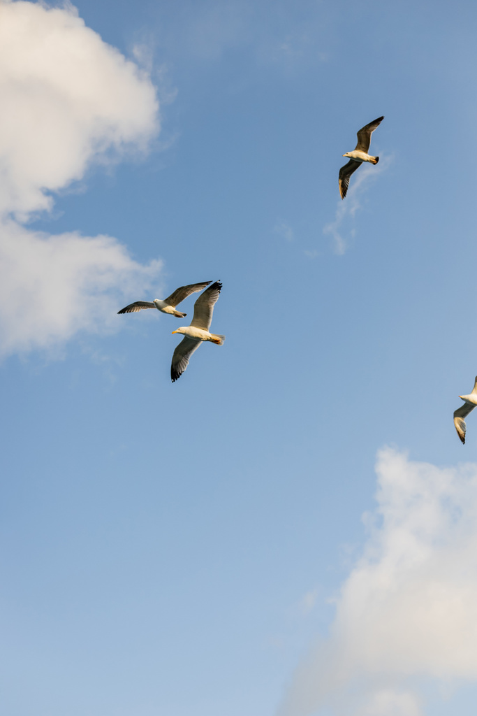 Vista inferior de gaviotas volando en el cielo azul con nubes en el fondo  - Foto, imagen
