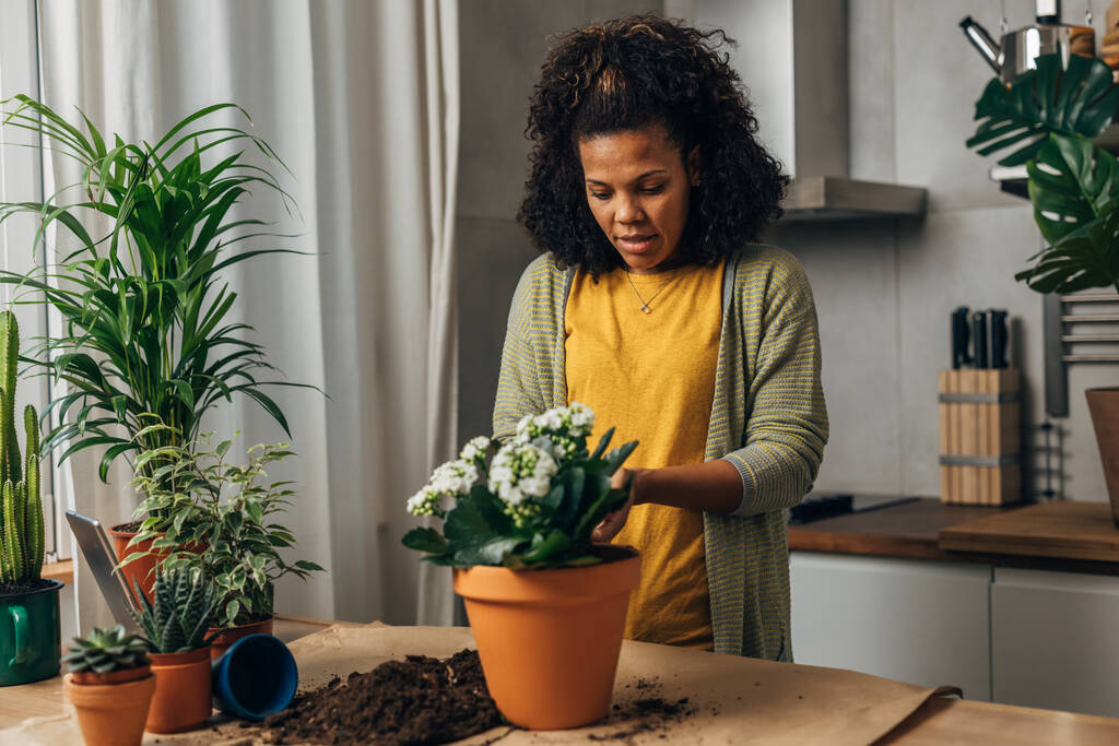 A woman is gently placing a plant in a pot - Photo, Image