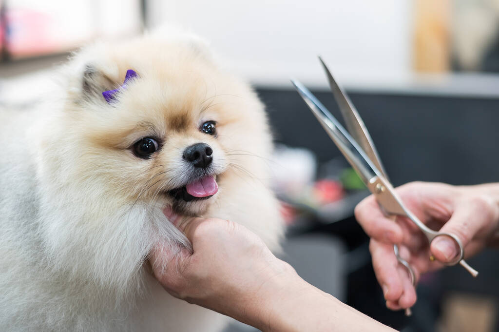 Una mujer hace un lindo corte de pelo de Pomerania. Spitz perro en el salón de aseo - Foto, imagen
