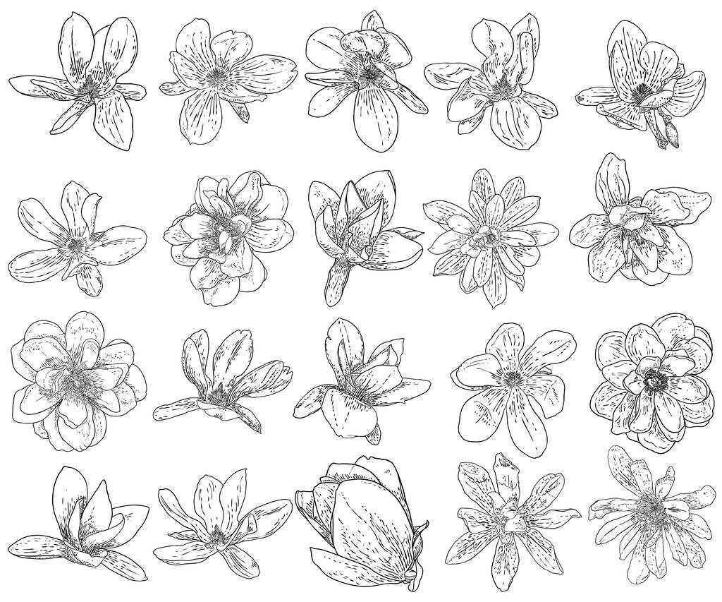 Set de flores Magnolia, cabeza de flor aislada en blanco. Vista lateral superior de magnolia abierta primavera floración, dibujado a mano, colección. Vector. - Vector, Imagen
