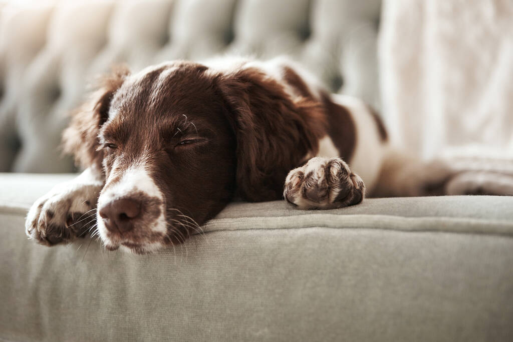 Podemos fazer algo divertido agora? um cão adorável olhando entediado enquanto deitado no sofá em casa - Foto, Imagem