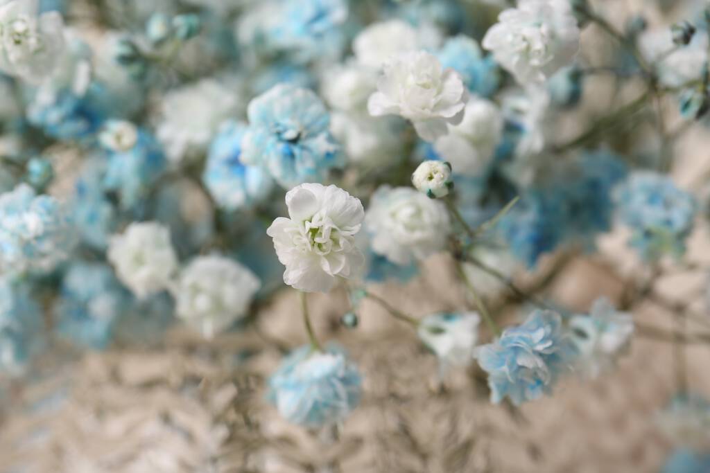 Προβολή από κοντά όμορφων λευκών και γαλάζιων γυψόφυλλων λουλουδιών - Φωτογραφία, εικόνα