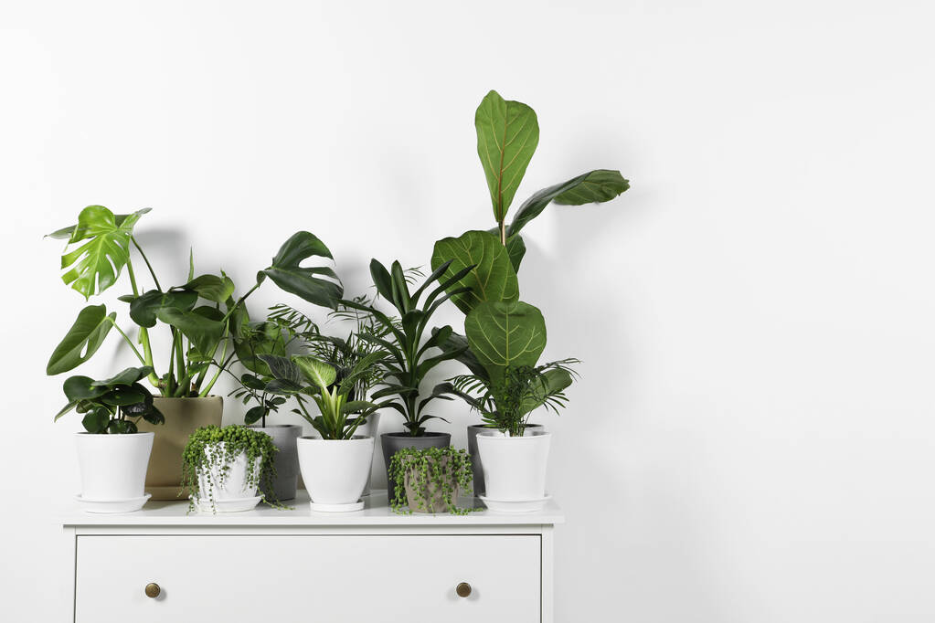 Viele schöne grüne Topfpflanzen auf weißen Kommoden drinnen, Platz für Text - Foto, Bild