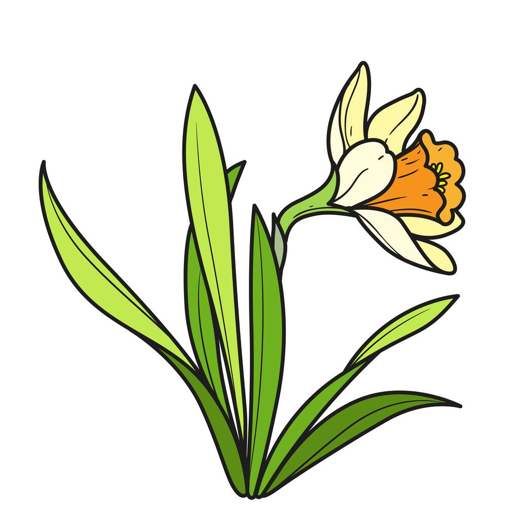 Beyaz arkaplanda izole edilmiş renklendirme sayfası için Narcissus çiçek boyama kitabı renk varyasyonu - Vektör, Görsel