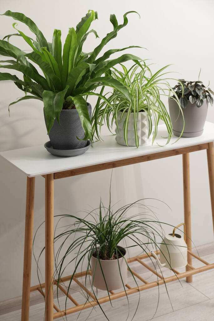 Зеленые растения в горшках на деревянном столе возле белой стены - Фото, изображение