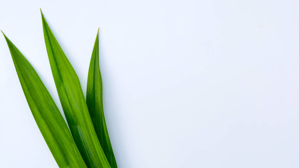 Свежий зеленый Пандан листья на белом фоне
 - Фото, изображение